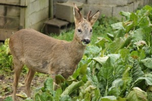 Un chevreuil bien tranquille - Photo J.-C. Clair