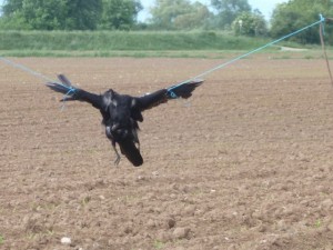 Corbeau mort pendu dans un champ