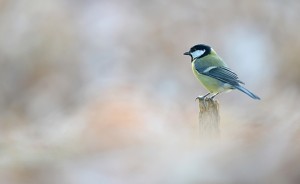 Oiseaux Nature propose : Mieux que des jumelles, nos oreilles !