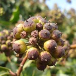 Les fruits du lierre, un délice pour les oiseaux