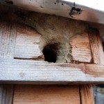 Nichoir à balcon cimenté par une sittelle torchepot