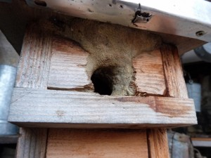 Un nichoir pour mésange, que lui est-il arrivé?