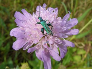 OEDEMERIDAE Oedemera nobilis (Oedémère noble mâle)