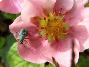 CURCULIONIDAE Polydrusus formosus (charançon) 