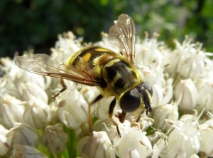 Photo insecte