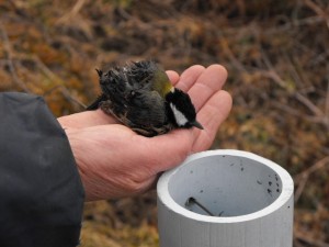 Poteaux creux : danger pour les oiseaux cavernicoles