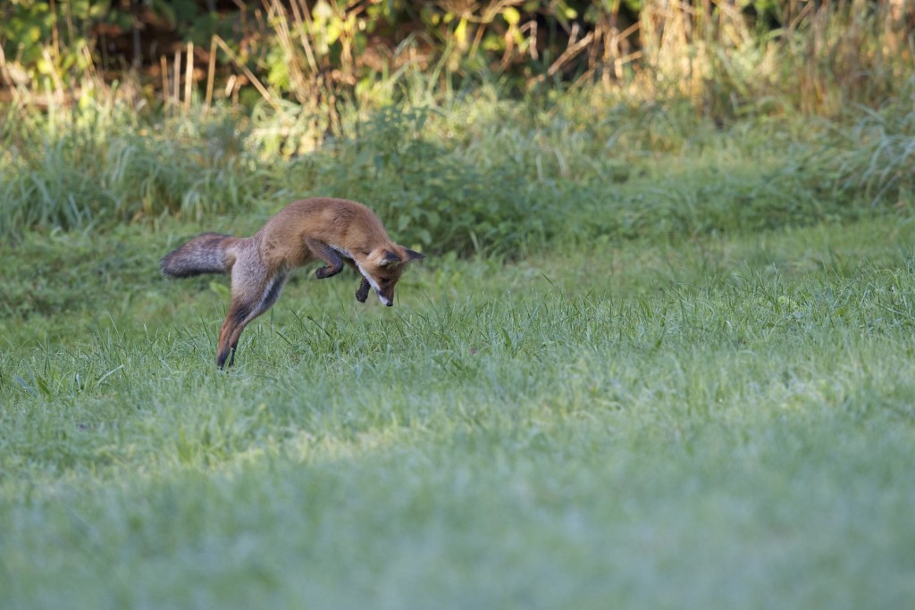 Renard photo © Jacques Vincent