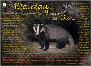 Expo Blaireau, le "bourru" des bois