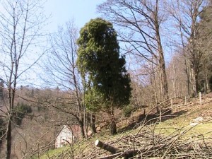 Un vieux lierre sur un cerisier mort - Végétaux