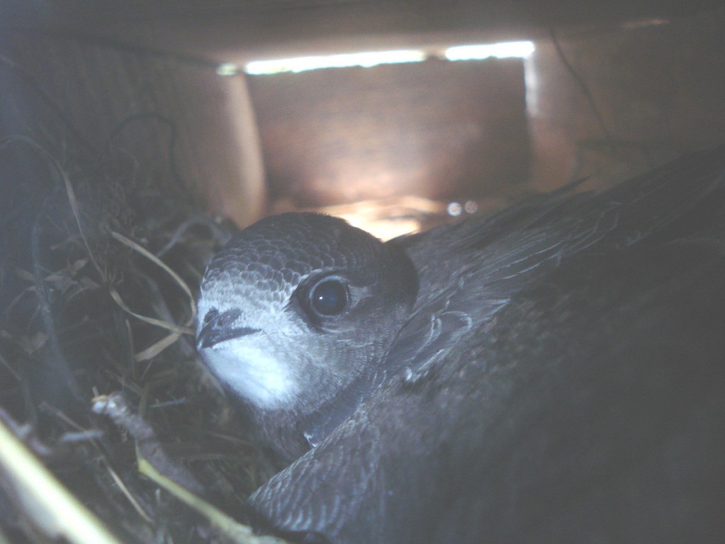 Une colonie de martinets d’exception à Raon aux Bois