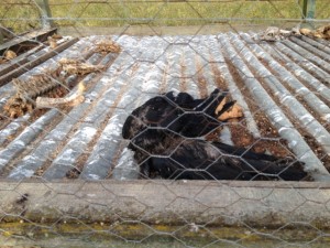 Corbeaux morts dans une cage-piège