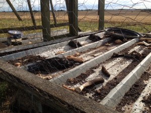 Corbeaux morts dans une cage-piège