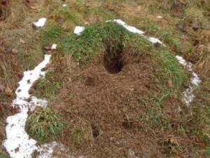 Un trou dans une fourmilière?