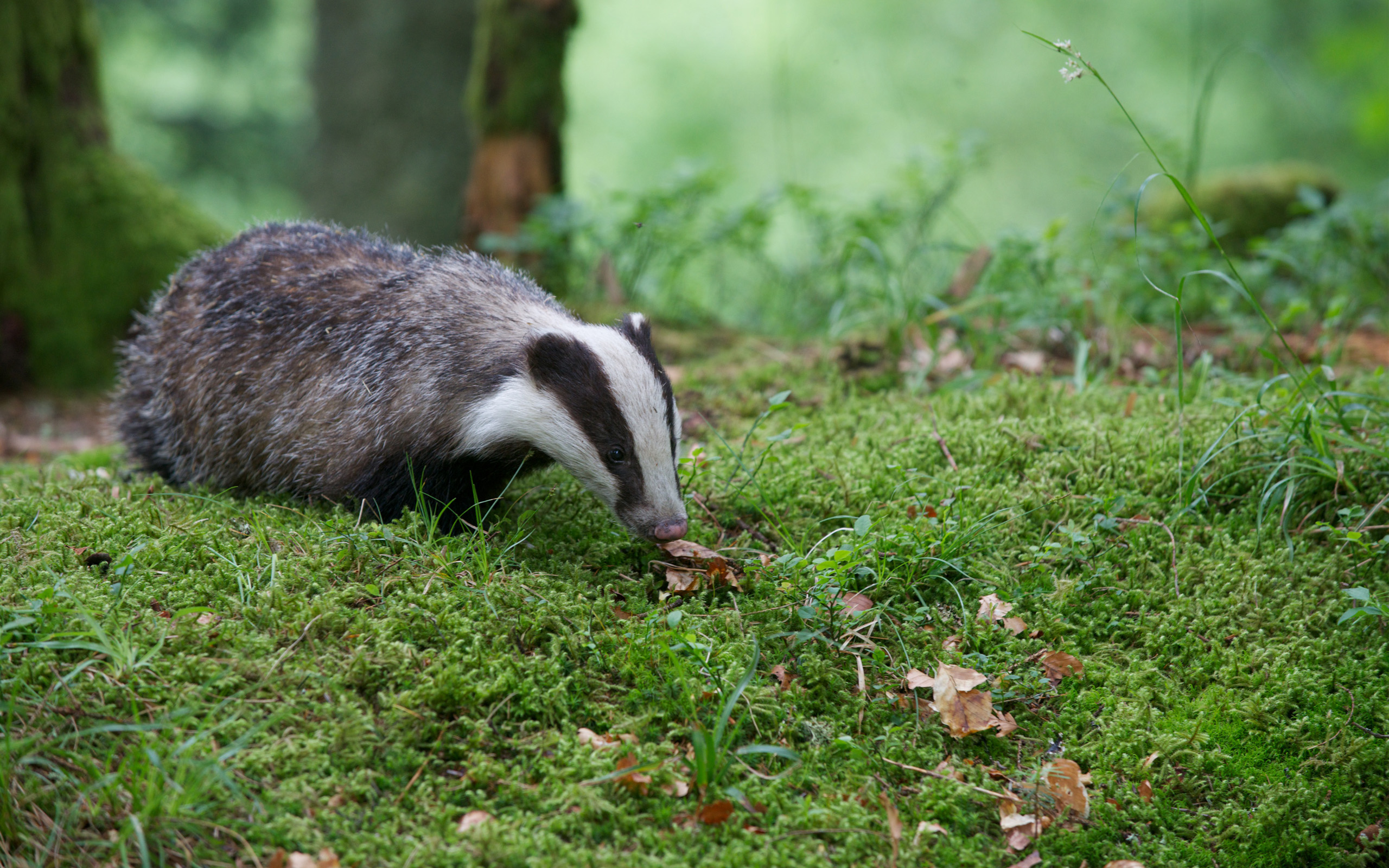 http://www.association-oiseaux-nature.com/wp-content/uploads/2015/09/Blaireau-%C2%A9-Jacques-Martin.jpg