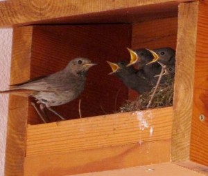 Une femelle Rougequeue nourrissant ses petits dans un nichoir "boite" en bois - Photo Pascale Meignan