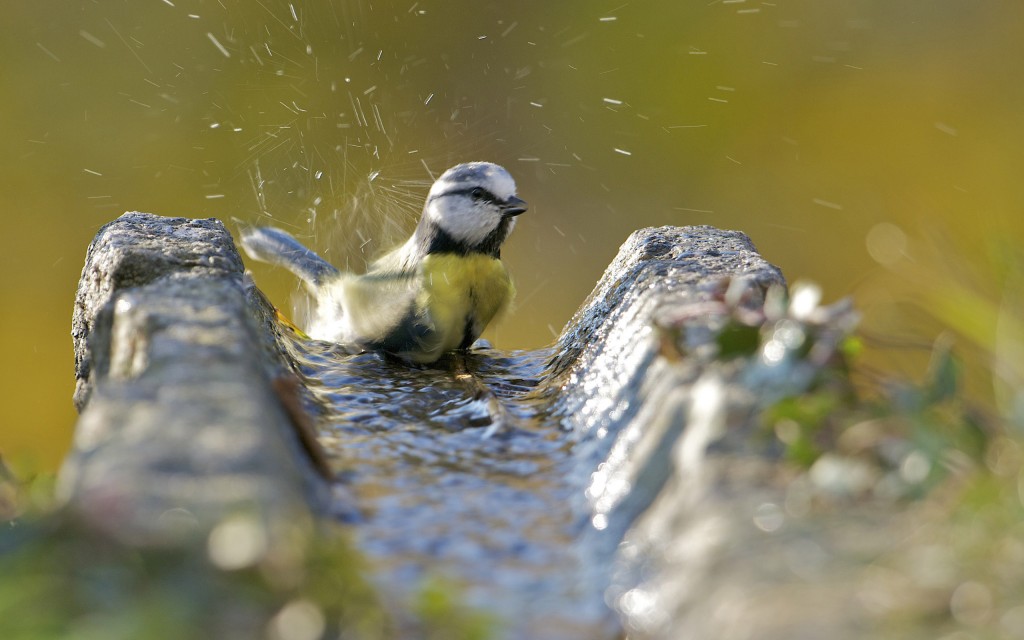 Sécheresse, canicules, les oiseaux ont soif!