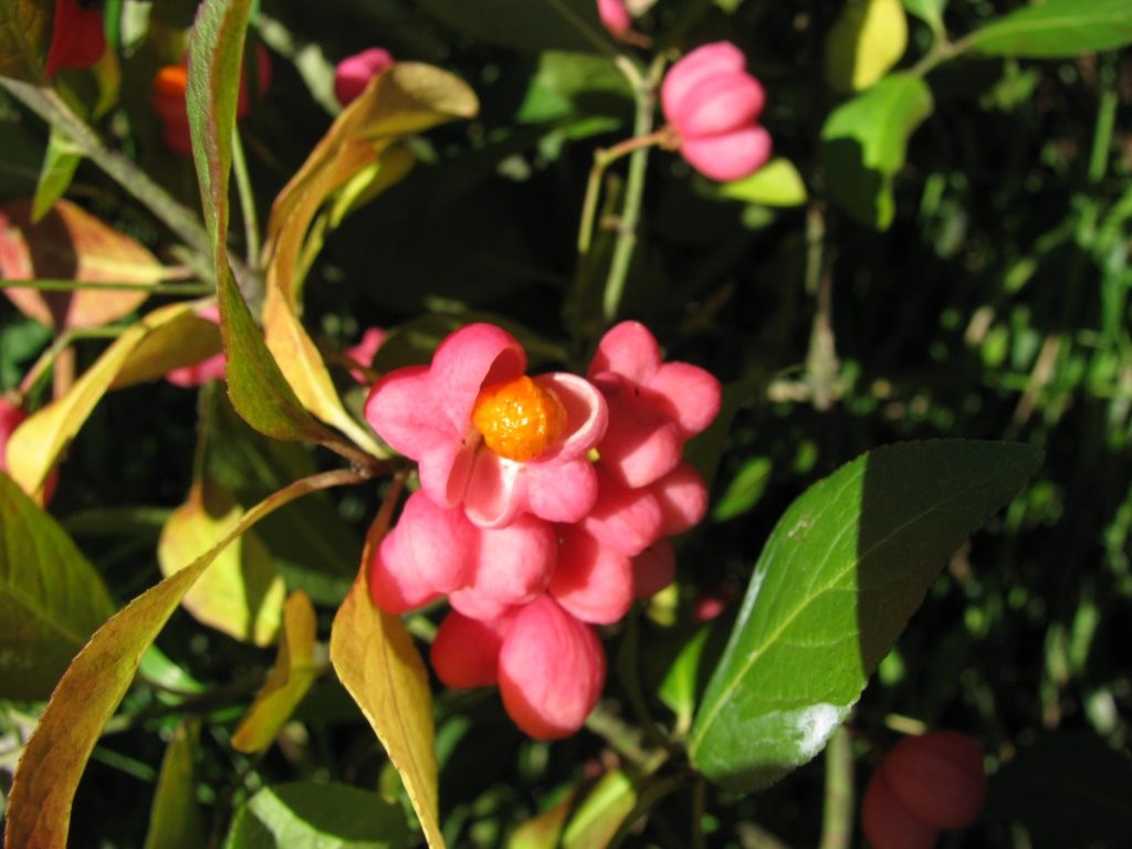 Fruits de fusain alias bonnet d’évêque - végétaux -  Photo Andrée Martinez - haie