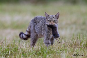 Chat forestier © Fabrice Cahez