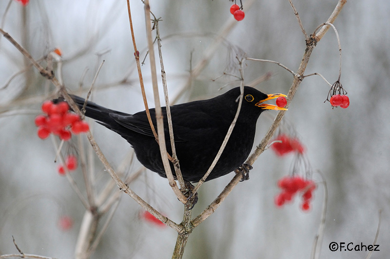 Rencontrez Oiseaux Nature à la semaine "photos" à Remiremont