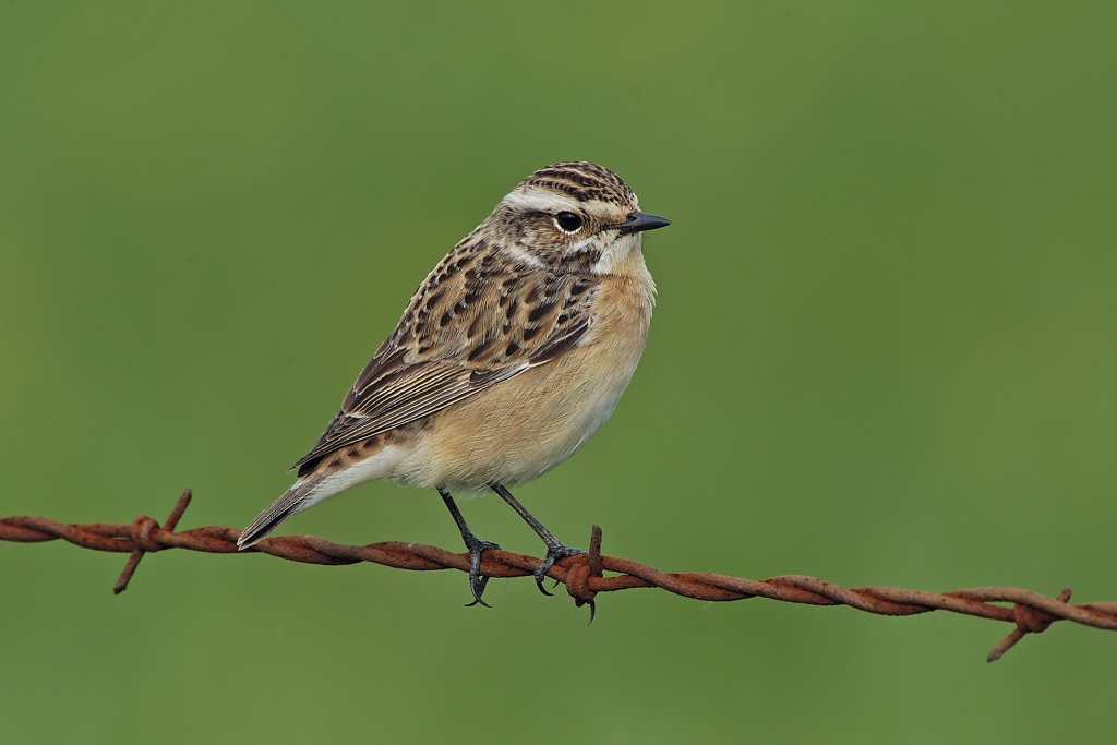 Tarier des près - oiseaux © Fabrice Cahez