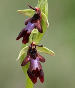 Ophrys mouche - Photo ©Nicolas hélitas