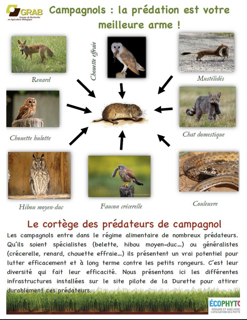 Un nouvel article: Campagnols, bromadiolone, prédateurs naturels