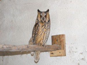 Diogène un magnifique hibou moyen duc