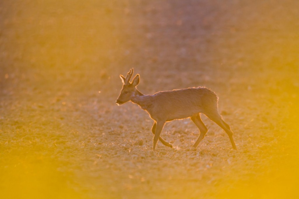 Sécheresse : pétition pour un moratoire sur la chasse