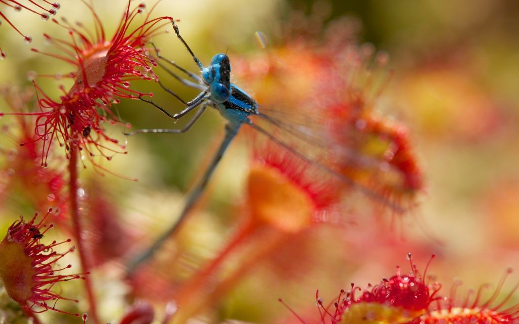 Droséra et libellule Agrion jouvencelle © Jacques Martin