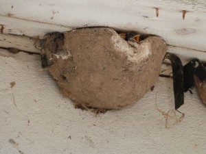 Formation: Fabrication de nids en plâtre pour hirondelles de fenêtres