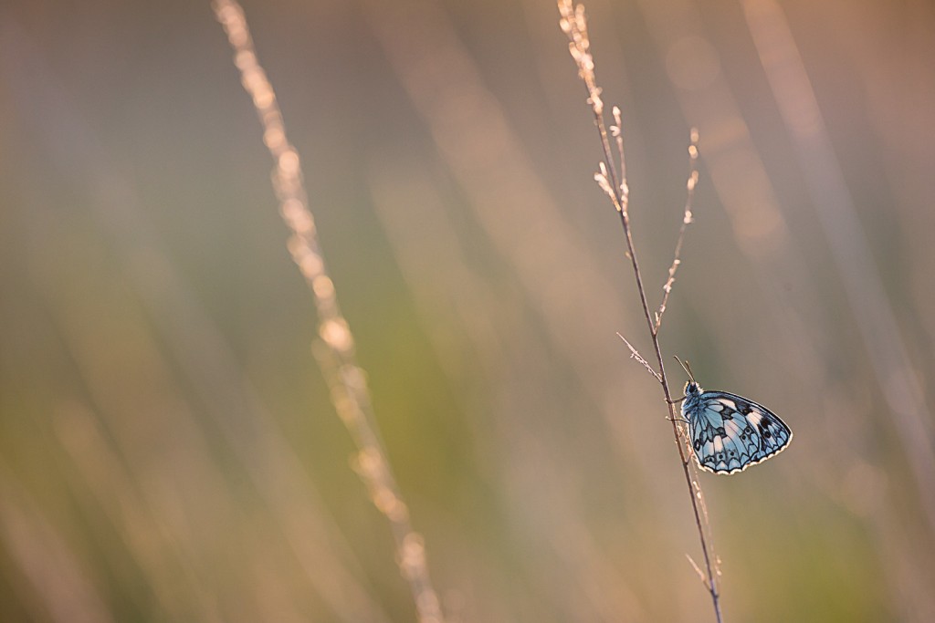 Papillon Demi-Deuil © Nicolas Hélitas - Cliquez sur l'image pour visiter son site...