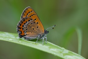 Cuivré de la bistorte © Nicolas Hélitas