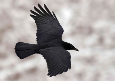 Le succès planétaire des corbeaux et des corneilles expliqué