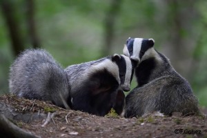 Meles meles, badger, Vosges, France, spring 2015 ©Fabrice Cahez