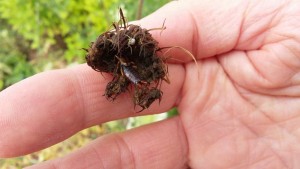 Forficule trouvant refuge dans une fleur fanée de carotte sauvage - Photo Pascale Meignan