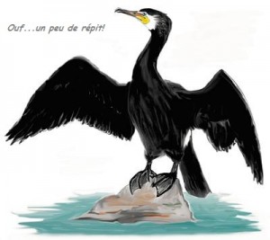 Grâce à vous, merci pour les cormorans