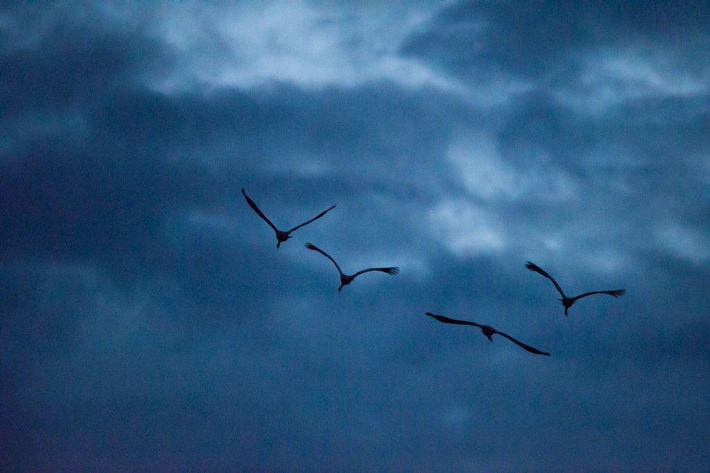 Photo Grues cendrées © Nicolas Hélitas -