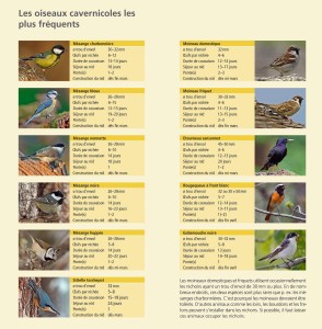 Les oiseaux cavernicoles les plus fréquents - Station Ornithologique Suisse