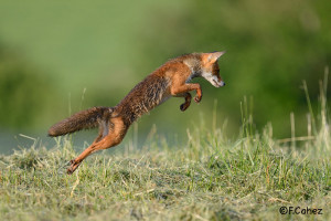 Renard roux © Fabrice Cahez 