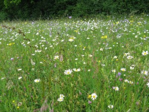 Prairie-Fauchage tardif