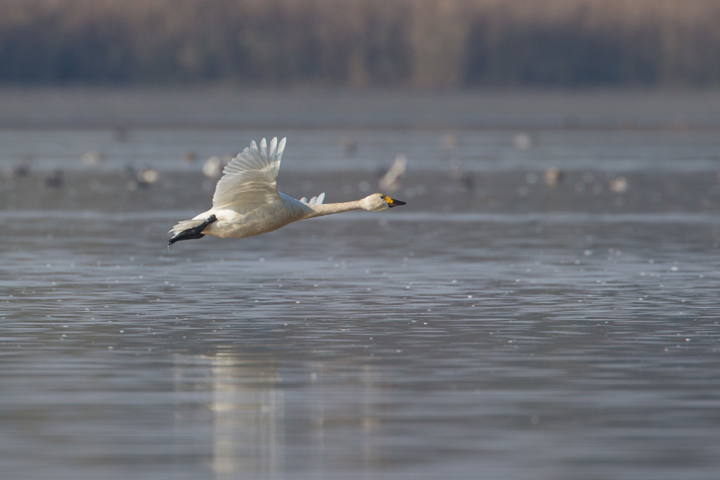 Cygne de Bewick © Nicolas Hélitas - Cliquez sur l'image pour visiter son site