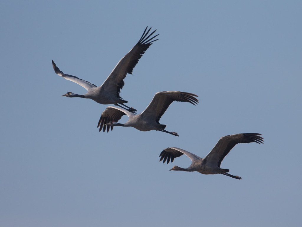 Grues cendrées © Nicolas Hélitas - Cliquez sur l'image pour visiter son site