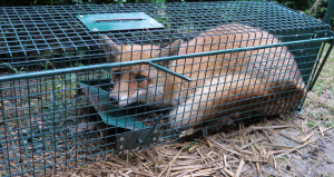 Renard piégé chasse piégeage