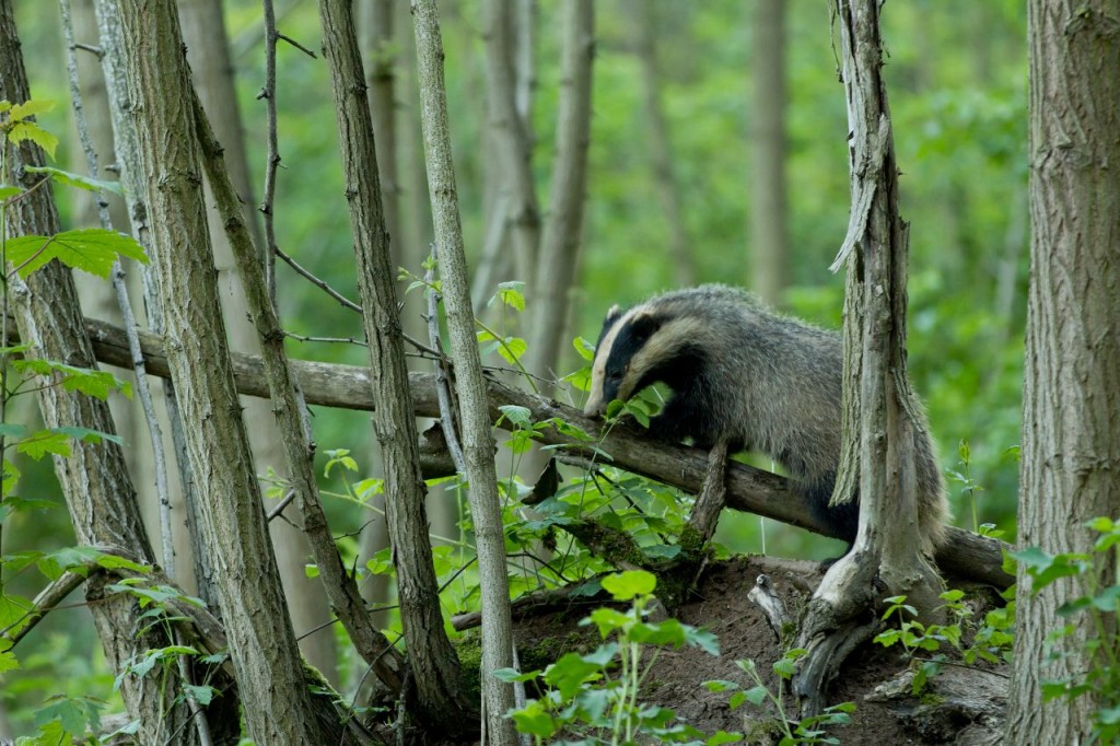 Photo © Yann Lebecel - Cliquez sur l'image pour visiter le site "Blaireau & sauvage"