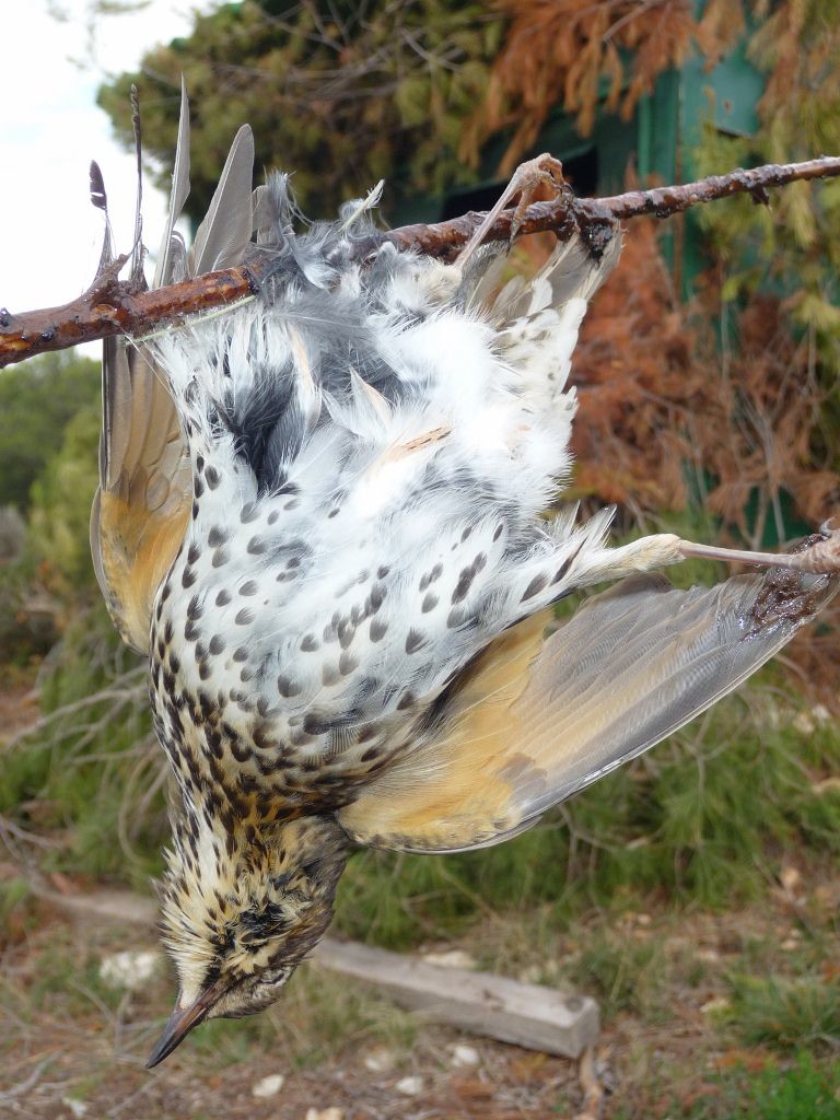 La chasse à la glu suspendue un an