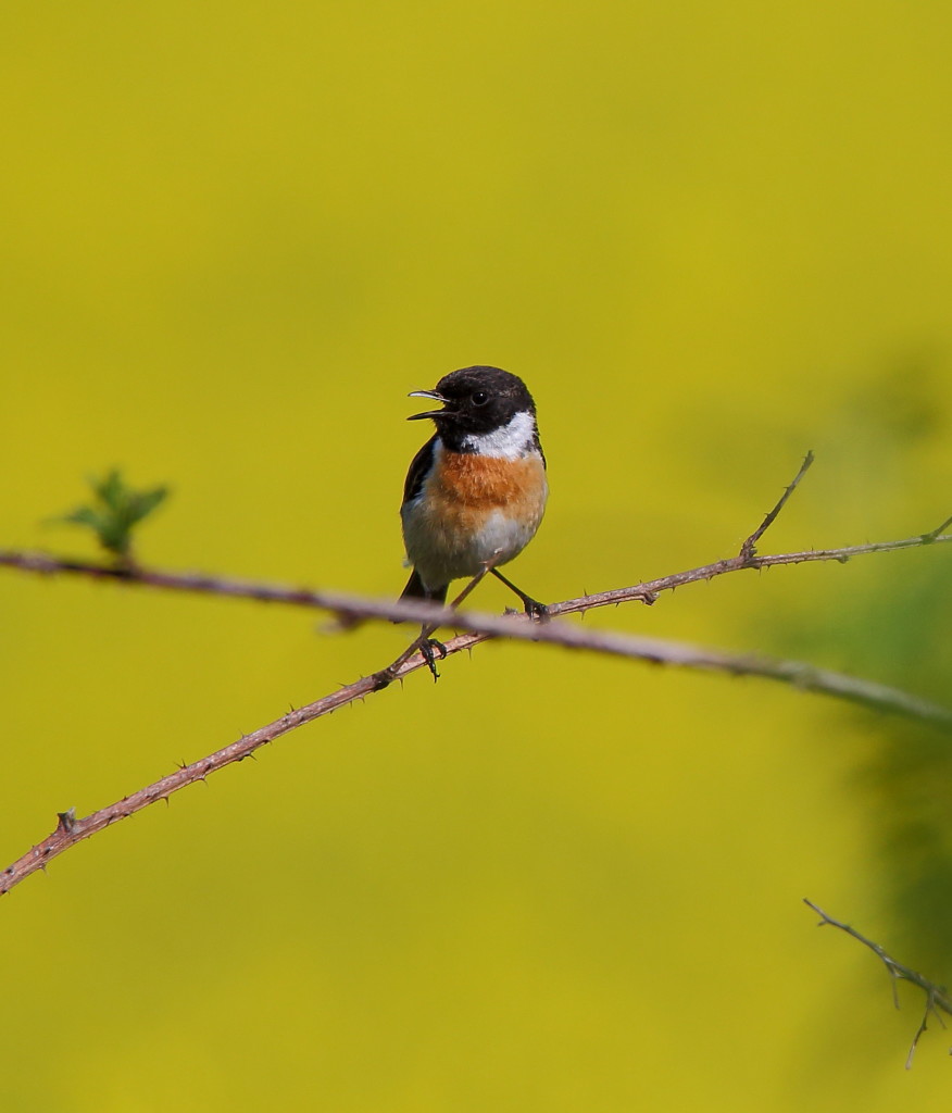 Déclin des oiseaux de 25% en 40 ans