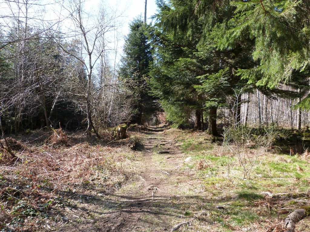 Le parcours passe sur de nombreux chemins non ouverts à la circulation dont celui-ci près de Champdray - Enduro des Monts de Vologne 2019