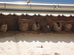 Nichoirs à la ferme du Bon Jacques le 25-07-2019