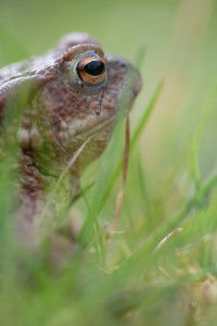 Crapaud © Nicolas Hélitas