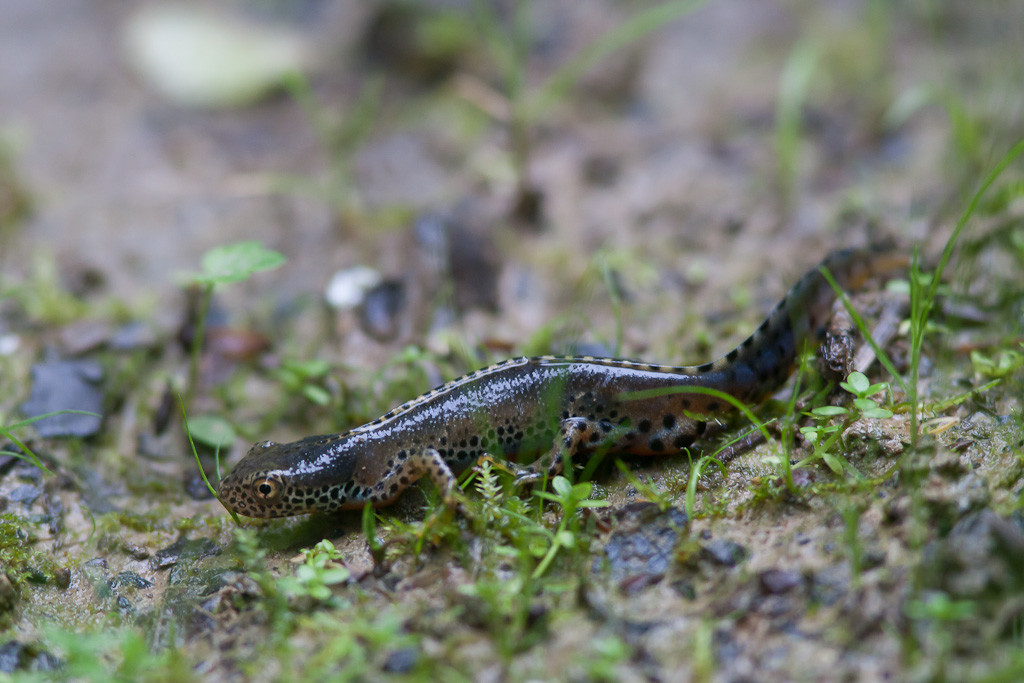 Triton alpestre © Nicolas Hélitas - Cliquez sur l'image pour visiter son site